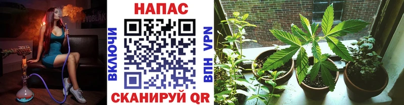 цена наркотик  мега маркетплейс  маркетплейс Telegram  Салаир  Шишки марихуана тримм 